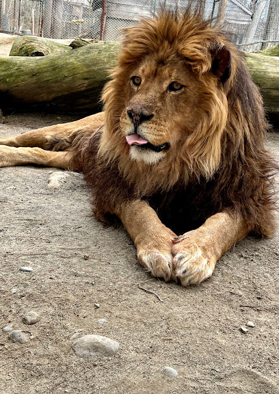 DEW Haven | Maine Zoo and Rescue main image